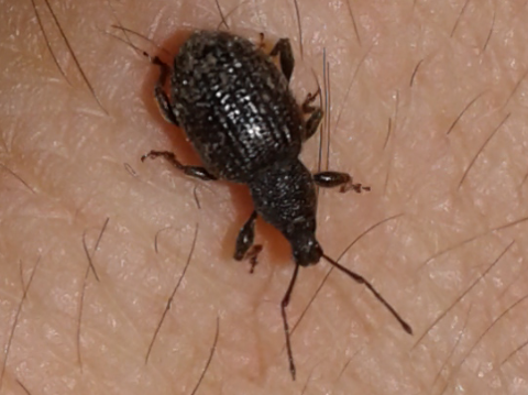 Curculionidae : Otiorhynchus rugosostriatus
